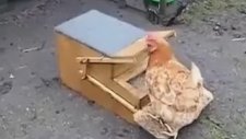 Mühendislik Harikası Yemlik