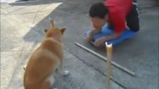 Öptürmeyen Köpek