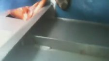 Ahtapot Houdini'nin Tekneden Kaçışı