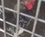 Ekmeleddin Diye Öten Horoz