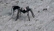 Müthiş Kapışma Tarantula Av Oldu
