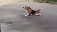 Dağa Taşa Hallenen Köpek