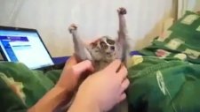 Gıdıklanmayı Seven Lemur