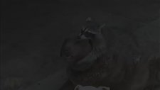 Köpeklerle Kanka Olan Rakun