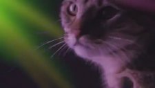 Kulüp Partisi Yapan Kediler - Meow Mix Song