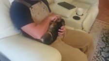 Ölü Taklidi Yapan Köpek