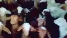 Sahibine Eşlik Eden Sevimli Minik Kuzular