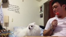 Sahibiyle Göz Göze Gelemeyen Köpek