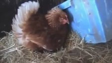 Kedi Yavrusunu Civciv Gibi Saran Tavuk