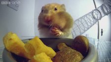 X-Ray Görüntüleri ile Hamsterların Yemek Yeme Şekli