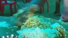 Pirinç Topağını Amansız Gömen Hint