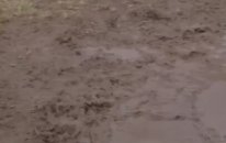 Dog swimming in mud gets extremely dirty!