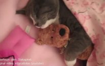 Oyuncağı Olmadan Uyuyamayan Kedi