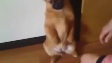 Azar İşiten Sevimli Köpeğin Halleri