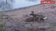 Vücut Isısı Düşen İmpala Vahşi Köpeklere Teslim Oldu