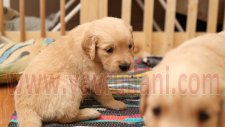 Satılık Golden Retriever Yavruları