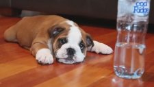 Su Şişesine Kafa Tutan Sevimli Yavru Köpek