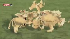 İki Başlı Kuzu Görenleri Hayrete Düşürdü!