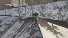 Karlı Çatıda Snowboard Yapan Karga