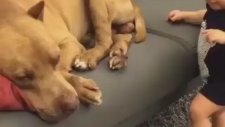 Bebeğin Köpeği Öperek Uyandırması
