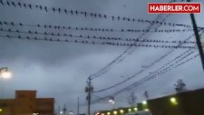 Kuşlarla Kaplı Caddede Şemsiyesiz Yürümek Neredeyse İmkansız!