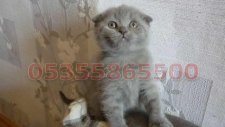Satılık Scottish Fold Yavruları