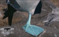 Nature | Dance of the Blue-Footed Booby | Love in The Animal Kingdom | PBS