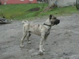 kangal ve presa canario ( bandog )