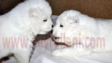 Satılık Samoyed Yavruları