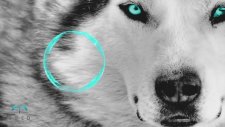 Dimitri Vegas & Like Mike - The Wolf ft. Ummet Ozcan