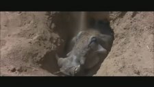 Animals are Beautiful People (1974)