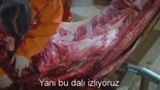 Zürafadaki Evrimsel Hata