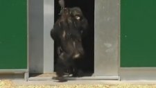 30 Sene Sonra ilk Kez Güneşi Gören Şempanzeler