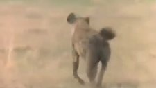 Aslan vs Sırtlan - O Bir Sırtlan Katili