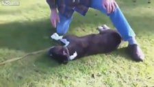 Köpeğe Kalp Masajı Yapmak