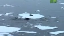 Orca'ların Akıllıca Avlanma Taktiği