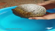 Tehlike Görünce Şişen Balon Balığı