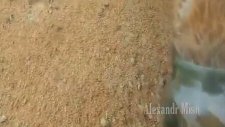 Alkışı Hak Eden İnsanlar ve Hayvanlar