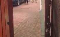 Geçimini Pazar Poşeti Taşıyarak Sağlayan Köpek