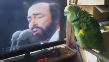 Pavarottiyle Düet Yapan Papağan