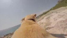 Totosuna Go Pro Takılmış Köpek!