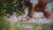 Ayıya Kafa Tutan Kutup Porsuğu(Wolverine)