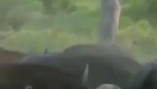 Bizonlar Tarafından Paramparça Edilen Aslan