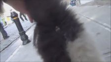 Cats of İstanbul (Yabancıların Gözünden Kedilerimiz)