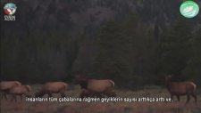 Ekoloji Kurtlar ve Nehir
