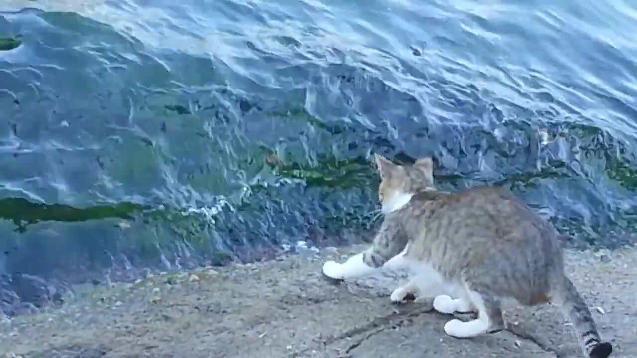 Ekmeğini Sudan Çıkaran Balıkçı Kedi Ekmeğini Sudan Çıkaran Balıkçı Kedi