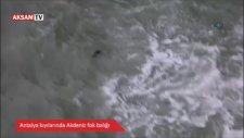 Akdeniz Fok Balığı Antalya Kıyılarında Ortaya Çıktı
