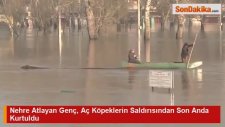Nehre Atlayan Genç, Aç Köpeklerin Saldırısından Son Anda Kurtuldu