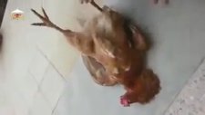 Tavuğun Allah’a Olan Teslimiyeti