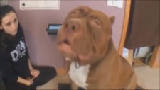 Dünyanın En Büyük Pitbullu